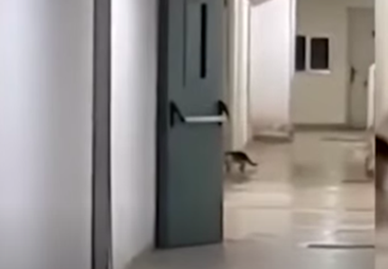 Gatto insegue topo in ospedale: il video sui social